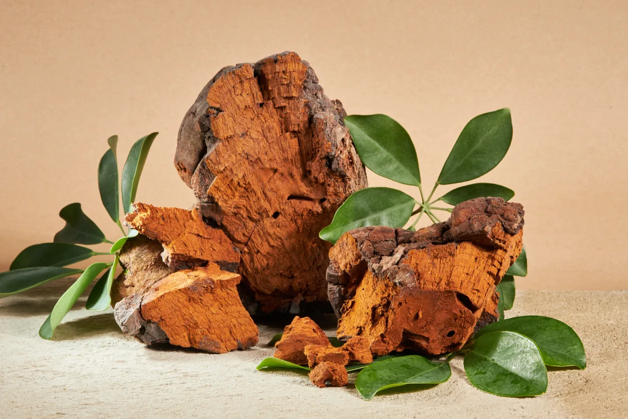 Chaga mushrooms are a medicinal food